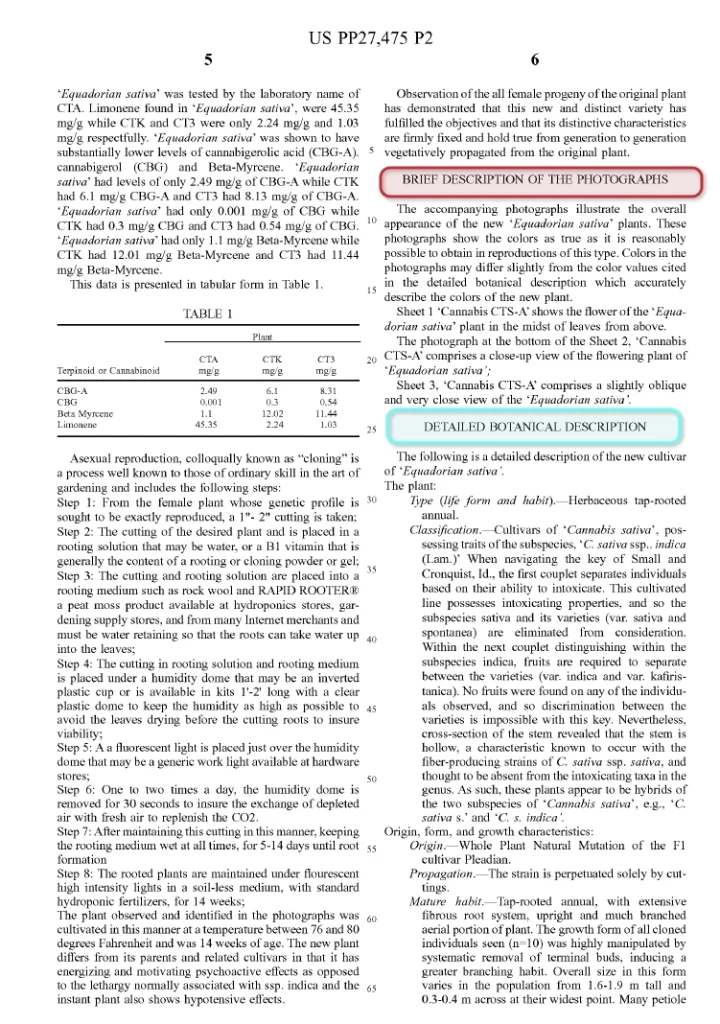 Plant Patent Brief Image