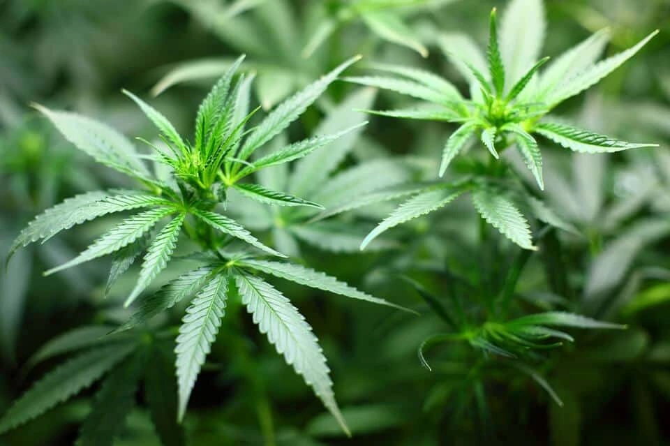 Plant Patent Image