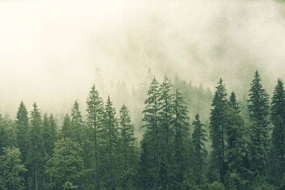 Seeing Forest Image