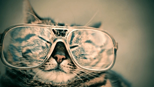 cat-with-spects-img
