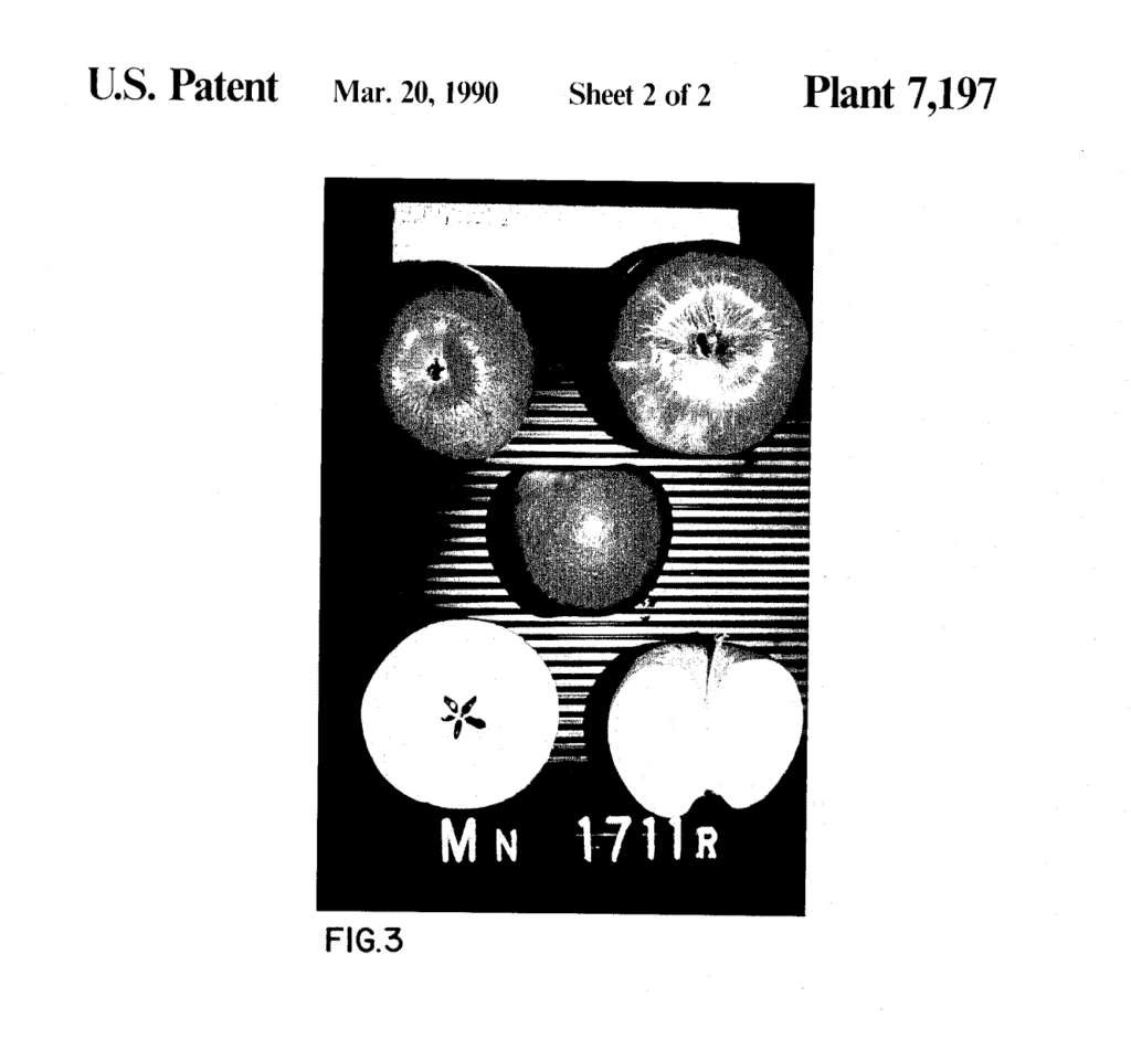 Consumer Fruit Plant Image