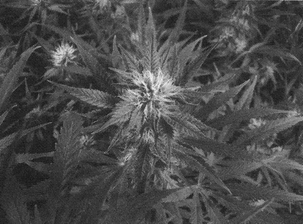 About Plant Patents