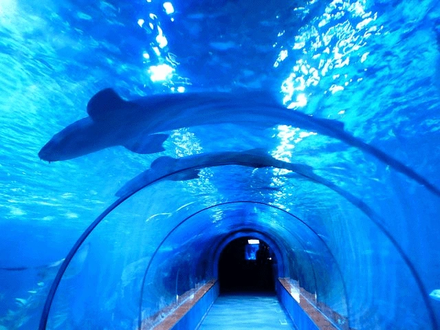 shark-tank-img